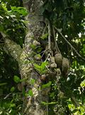Anonidium mannii